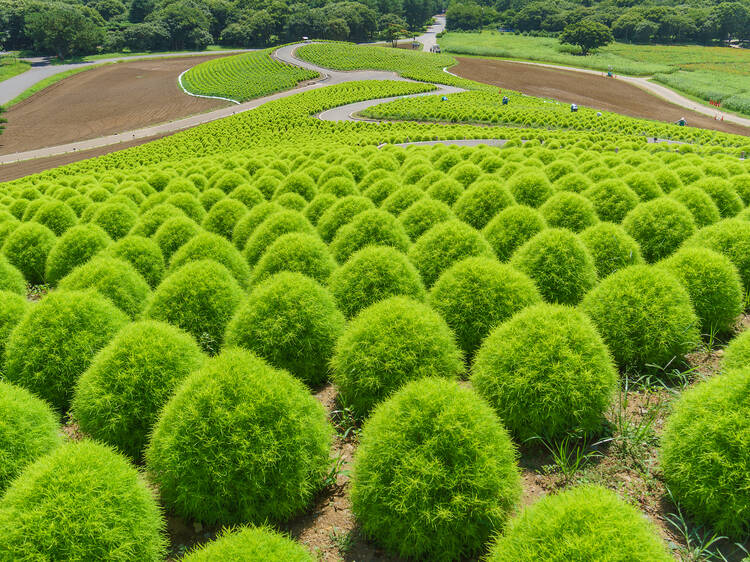 33,000 kochia bushes are now growing at Hitachi Seaside Park