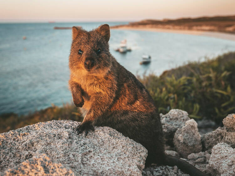 Your ultimate travel guide to Rottnest Island