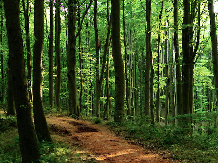 Walk inside a wooded wonderland at Belgrad Forest