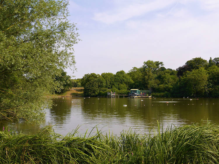 Swim in Hampstead Heath Ponds