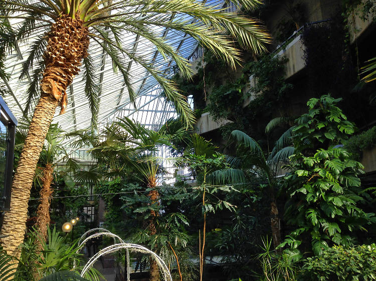 Get lost in the Barbican Conservatory 