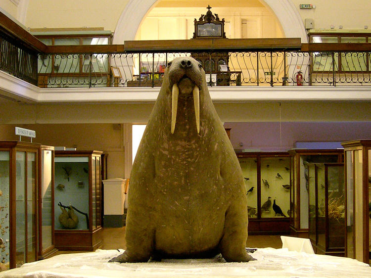 Meet the Horniman Museum’s fat walrus 