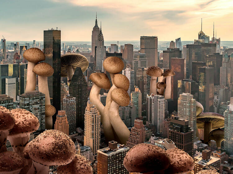 Could cities soon be made of mushrooms?