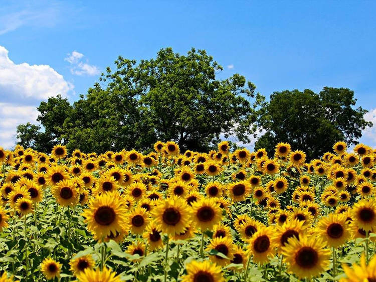 The 9 best sunflower fields near Chicago
