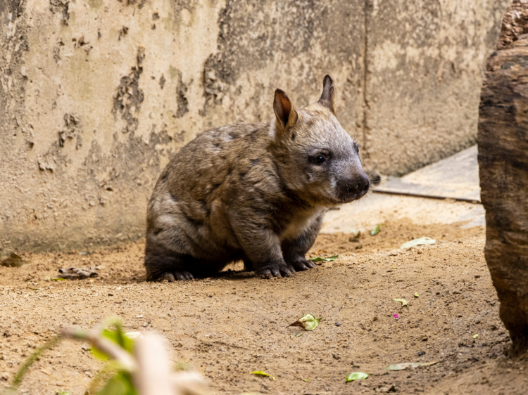 An insanely cute wombat joey has just arrived at Taronga Zoo