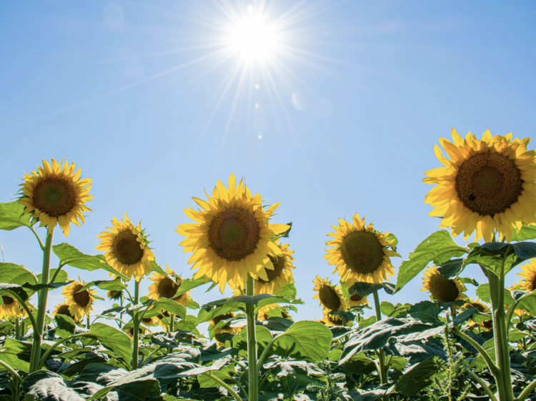 5 sunflower fields to visit near Boston